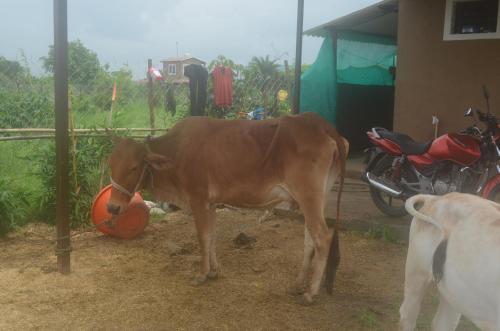 Binatang di penginapan di ladang atau berdekatan