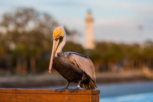 Gambar di galeri bagi Shipwatch #309 di Pulau Saint Simons