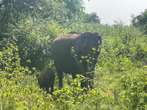 a large elephant and a baby elephant standing in a field at TESHI SAFARI VILLA in Udawalawe