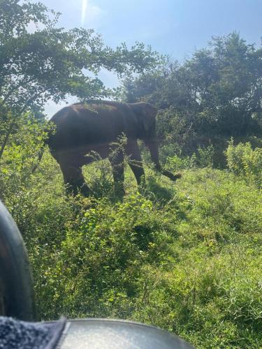 an elephant walking in the grass next to a car at TESHI SAFARI VILLA in Udawalawe