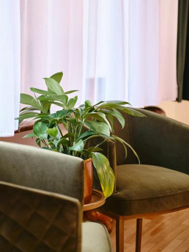 a plant sitting next to a chair and a table at Hôtel Château Cran Chaud in Saguenay
