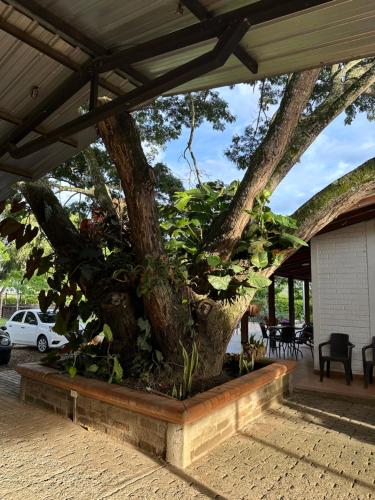 a large tree in a planter under a house at Finca criadero el origen in Roldanillo