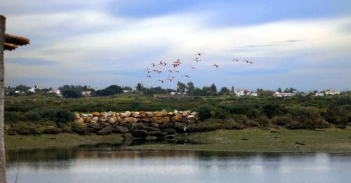 a flock of birds flying over a rock wall at Moinhos das Marés in Fuzeta