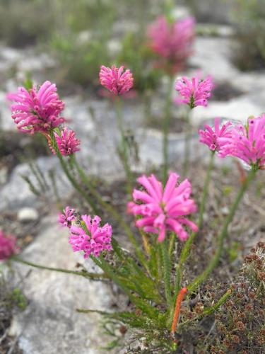 a group of pink flowers on a rock at Inhoek farm Arniston in Arniston