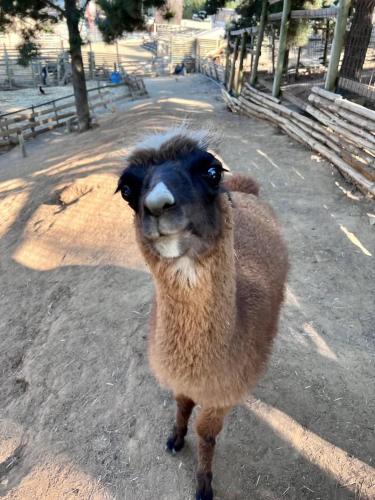 a llama standing on a dirt road at Cabaña Bosque Tumán 