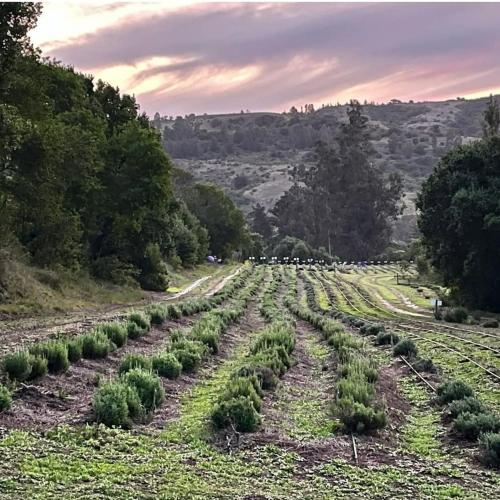 a rows of plants on a field with trees at Cabaña Bosque Tumán 