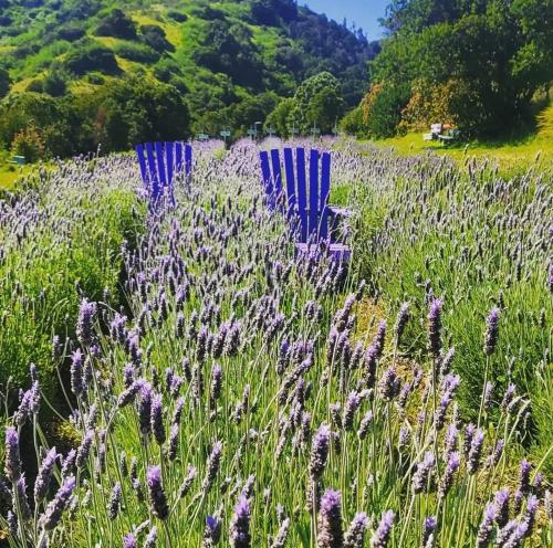 two blue chairs in a field of purple flowers at Cabaña Bosque Tumán 