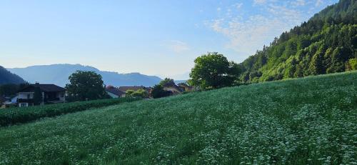 a green hill with a field of flowers on it at Ferien- und Pferdegut Schloss Treffen in Görtschach