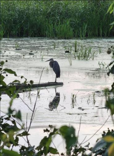 two birds standing on a log in a flooded field at Downtown Boho Home wOffice Yoga StudioKing Bed in La Crosse