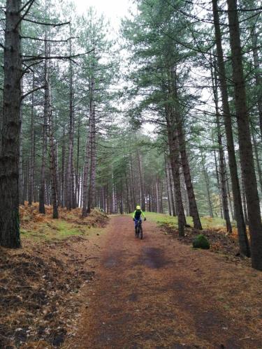 a person riding a bike down a dirt road in the woods at Ai Tre Parchi Bed And Bike in Randazzo