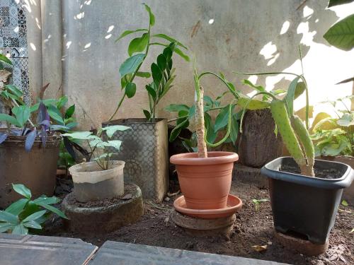 Taman di luar Quarto Duplo Soft
