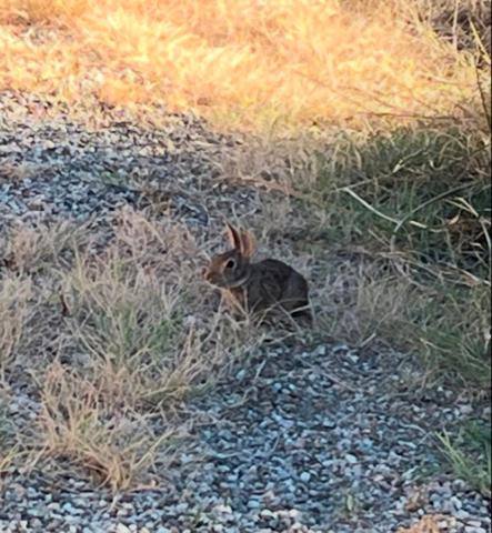 a rabbit sitting in the grass in a field at MUSEO GAR-AgriHotel in Certosa di Pavia