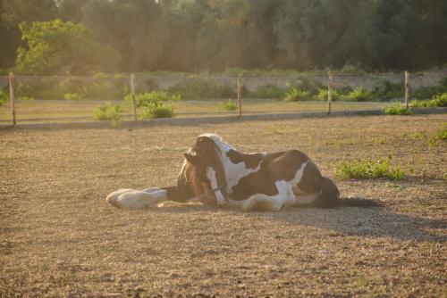 a brown and white cow laying in a field at Villetta Lu Sule in Alezio