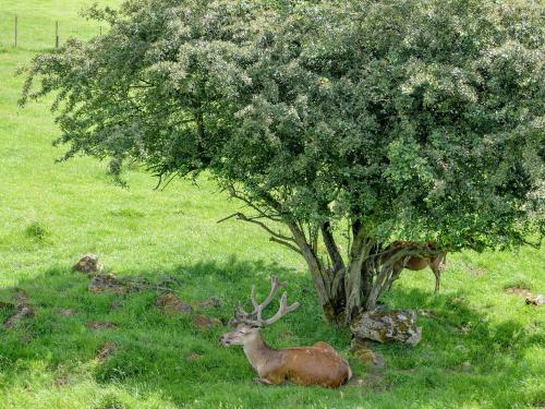a deer laying in the grass next to a tree at Frith View in White Bridge