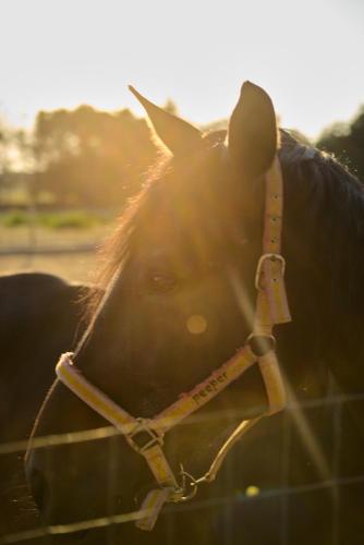 a close up of the face of a horse at Villetta Lu Jentu in Alezio
