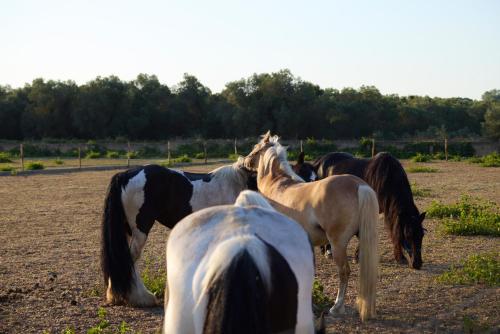 a group of horses standing in a field at Villetta Lu Jentu in Alezio
