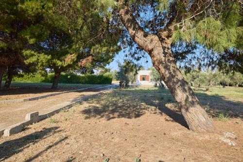 a tree in the middle of a park at Villetta Lu Jentu in Alezio