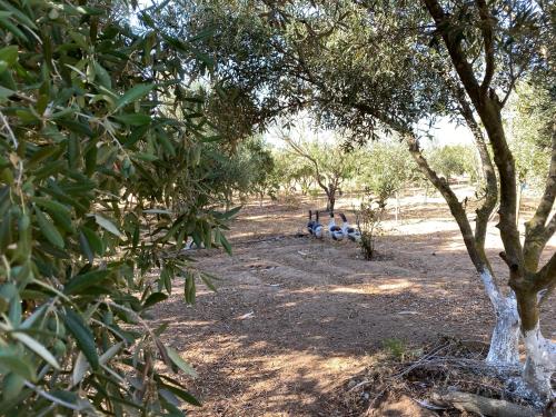 Φυσικό τοπίο κοντά σε αυτό το κατάλυμα σε φάρμα