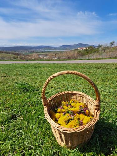 a basket filled with yellow flowers in a field at Penzion Zajíček in Zaječí
