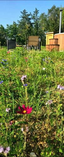 a pink flower in the middle of a field of flowers at Le Relais de D'Artagnan in Peyrusse-Grande