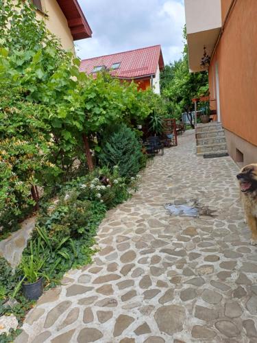 a dog sitting on a stone walkway next to a building at pensiune Valentin, apartament 2 dormitoare cu terasa, Iulius Mall in Timişoara