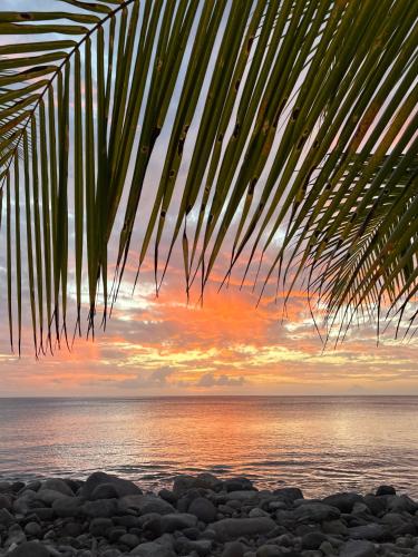 a palm tree on the beach with a sunset at Le Paradis de la Guadeloupe in Pointe-Noire