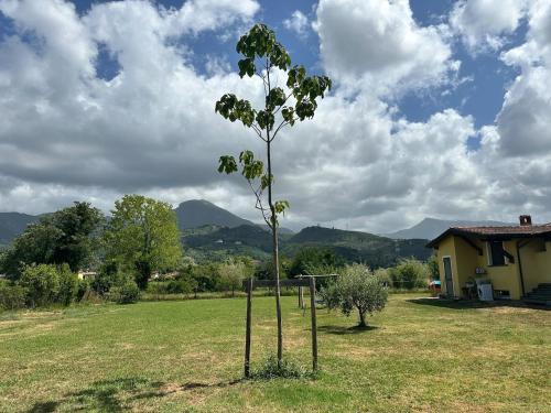 a young tree in a field next to a house at La Paulonia Country House in Capezzano Pianore,