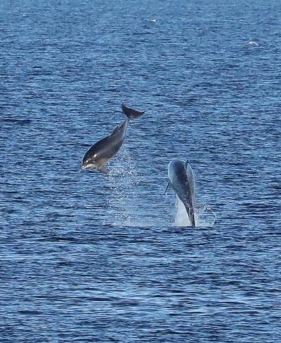 two dolphins playing in the water with each other at Rivendale Lodge in Burghead