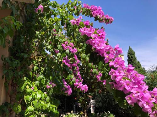 a bunch of pink flowers on a wall at Appartamento villatorretta24 in Riva del Garda