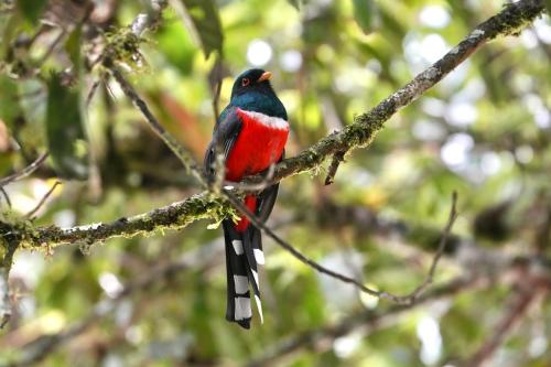 a red and black bird sitting on a tree branch at Huasquila Amazon Lodge in Cotundo