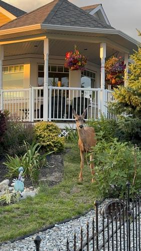 a deer standing in front of a house at Relaxing Lakeview 2 bedroom entire suite in Kelowna