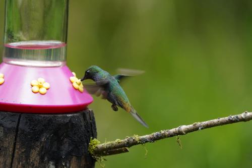 a hummingbird eating food out of a bird feeder at Huasquila Amazon Lodge in Cotundo