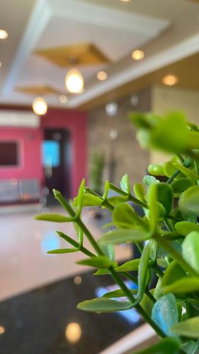a green plant in the middle of a room at Domus Hotel Rio Verde - Parauapebas in Parauapebas