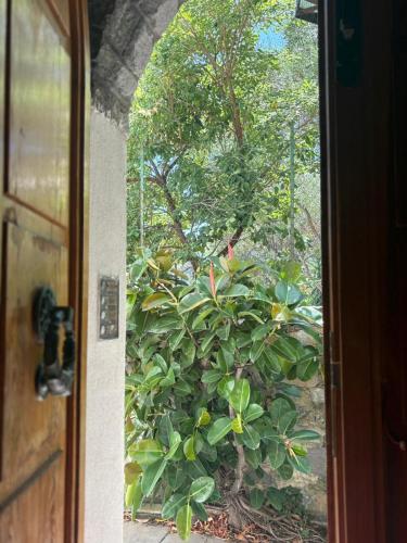 a door view of a bush through a window at Le Finestre Veneris in Portovenere