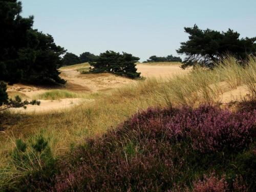 a field of grass with trees and a dirt road at Chalet in Dutch Park with Garden and Terrace in Hoogersmilde