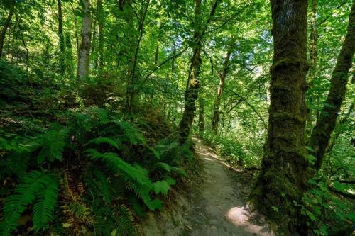 a dirt trail in a forest with trees and plants at Forest Studio Oasis - Mile from Multnomah Village in Portland