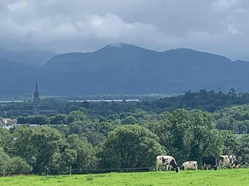 a group of cows grazing in a field with mountains in the background at Town View in Killarney