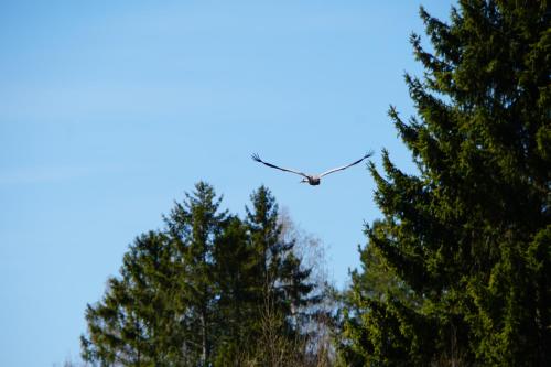 a bird flying over a pair of trees at Rabamaja ja Rabasaun in Kolga