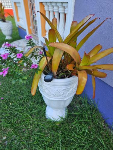 a plant in a white pot sitting on the grass at Sunrise Haven Holiday Apartments Barbados in Christ Church