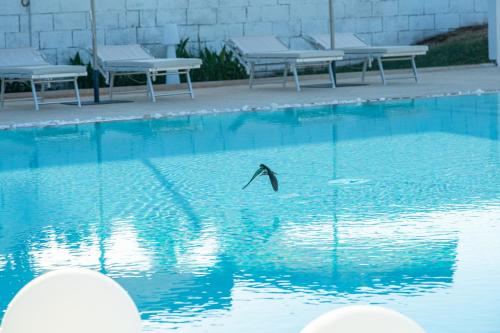 a bird flying over a pool of water at Boomerang Village in Torre Colimena