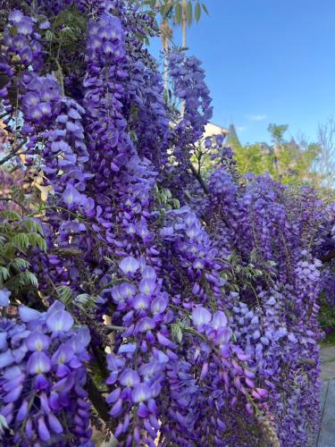 a bunch of purple flowers on a wall at Gaodiyuan Tea B&B 高帝園茶業民宿 in Meishan