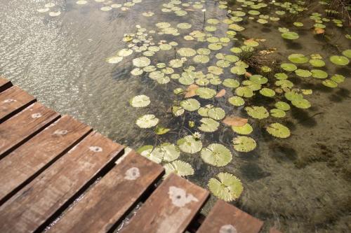 a group of lilies in the water next to a wooden deck at Ade Hotel Bacalar in Bacalar