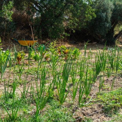 a garden with tall green plants in the grass at Hamlets Friends Rural House in Nuño Gómez