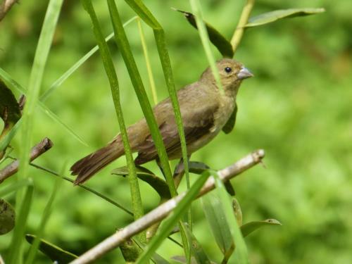 a bird sitting on a branch of a plant at Finca El Cielo in San Agustín