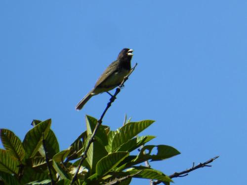 a bird perched on top of a tree branch at Finca El Cielo in San Agustín