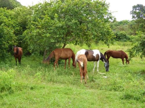 a group of horses grazing in a field of grass at Finca El Cielo in San Agustín