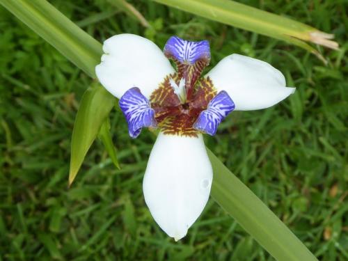 a white and blue flower on the grass at Finca El Cielo in San Agustín