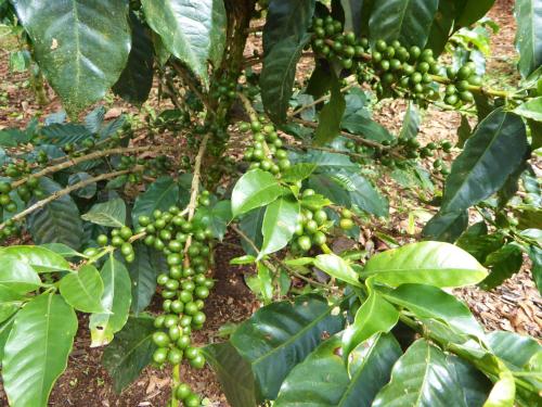 a bunch of green beans hanging from a tree at Finca El Cielo in San Agustín