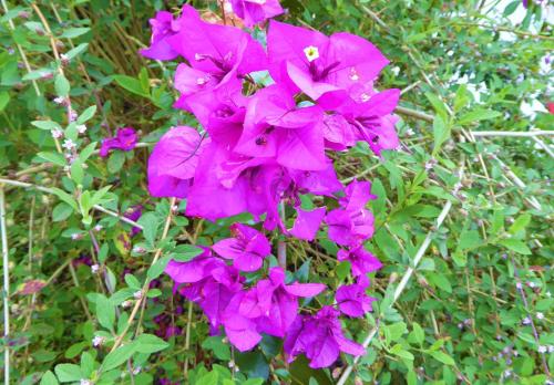 a bunch of purple flowers on a bush at Finca El Cielo in San Agustín