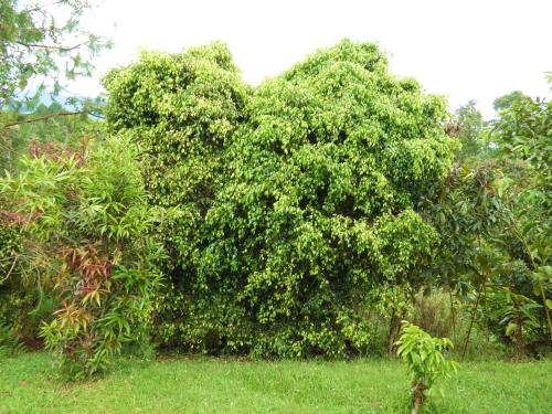 a large green tree in a field of grass at Finca El Cielo in San Agustín